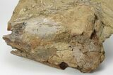 Dinosaur Bones in Sandstone - Lance Formation, Wyoming #227500-3